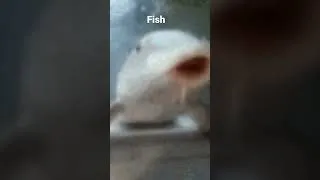 Thumbnail: fish