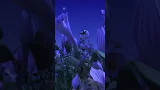 Thumbnail: Maya Watches the Moonflower Bloom 🌙🐝  #mayathebee #kidscartoon #shorts