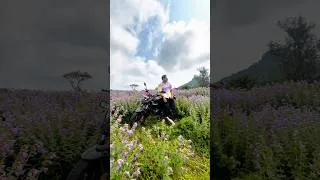 Thumbnail: Karvi flowers, Lonavala #karviflower #lonavala #flowers #tigerpoint #korigad #aambyvalley