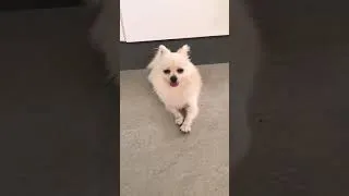 Thumbnail: This dog is Guarding the fridge￼