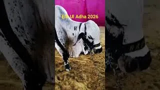 Thumbnail: Mashallah Cows In Pakistan 2026 Eid ul adha
