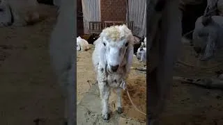 Thumbnail: Eid Ul Adha ka Sub Cute Dumba 2026