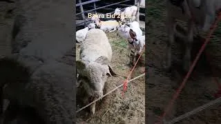 Thumbnail: Bakra Eid Mubarak 2026