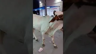 Thumbnail: Cow 2026 | Eid ul Adha 2026
