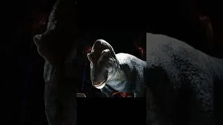 Thumbnail: 💀T-rex RoAr💀 #blender #jurassicworld #dinosaur #jurassicpark #dino #tyrannosaurus #trailer