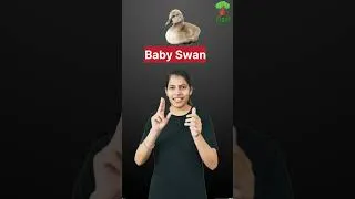 Thumbnail: Question: What is a baby swan called? Answer: A cygnet