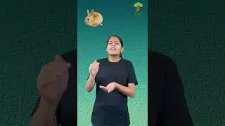 Thumbnail: Question: What is a baby rabbit called? Answer: A bunny.