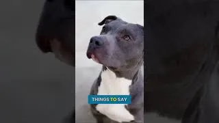 Thumbnail: Don't Get a Cane Corso Until You Watch This