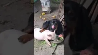 Thumbnail: DOG: "FEED ME AND I WILL PROTECT YOU." PIG: "LET'S STAY TOGETHER FOR LIFE, MY DEAR."