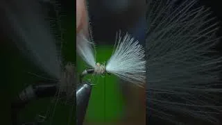 Thumbnail: CDC Midge Emerger Thursday