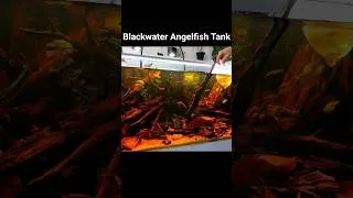 Thumbnail: Blackwater Angelfish Tank #plantedtank #fish #aquarium #fishtank #aquascape #blackwater