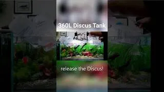 Thumbnail: Building a 360L Planted Discus Aquarium #plantedtank #fish #aquarium #fishtank #discus #aquascape
