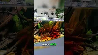 Thumbnail: Aquarium Experiment! Stunning Red Glow & Color Effects! #plantedtank #fish #aquarium #fishtank