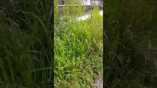 Thumbnail: 河川沿いをお散歩。