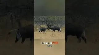 Thumbnail: Hunting Nilgai in Texas