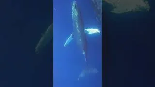 Thumbnail: Blue Whale Swimming Wide Low Angle  #Whale