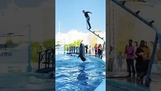 Thumbnail: Dolphin show close up view  #dolphin #show #dubai