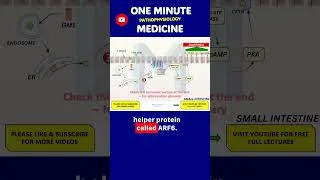 Thumbnail: Here’s How Cholera Triggers Deadly Diarrhea — Step by Step 💧🦠