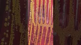 Thumbnail: Staphylococcus saprophyticus on CLED agar #shorts