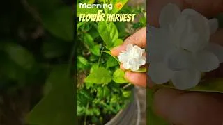 Thumbnail: ఈరోజు గార్డెన్‌లో మల్లెపూల సందడి! Flowers Harvest #shorts #youtubeshorts #harvest