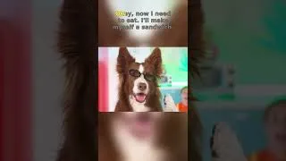 Thumbnail: The dog's expression says it all! What a funny and cute encounter