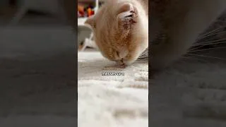 Thumbnail: new kitten = new messes