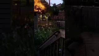 Thumbnail: How many fireflies do you see?
