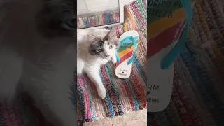 Thumbnail: She's always stealing my sandals ￼
