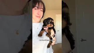 Thumbnail: can’t believe my mother waited so long to let me introduce myself 🙄🤍 #cavapoo #dogsoftiktok