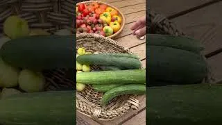 Thumbnail: Huge garden harvest! 🐝 🍯 #gardenharvest #flowhive #honeyharvest #beekeeping #growagarden #garden