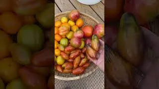 Thumbnail: Growcery haul! #gardenharvest #harvesting #gardening #urbangardening