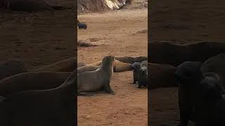 Thumbnail: Thousands of Sea Lions in Cape Cross. 130km ftom Swakopmund, Nambia