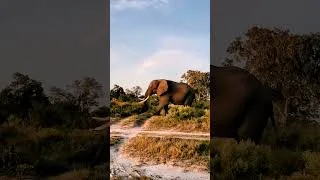 Thumbnail: So beautiful to drive in Botswana