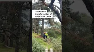 Thumbnail: The rehabilitation of Royal Park Creek