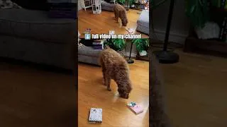 Thumbnail: 🐶 My dog picks a book 💙📖 #tbr #tbrjar #doglove #goldendoodle #booktube #bookish #bookbites #booktag