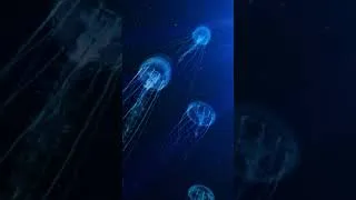 Thumbnail: Deep Sea Sound Healing | 432 Hz Raise Your Vibration #999 #spiritualawakening #healingfrequencies