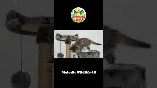 Thumbnail: Animal Sounds and Funny Animal Videos: Cat, Elephant, Lion #animals #animalsounds #shorts