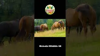 Thumbnail: Happy Animal Moment: Horse, Pig, Giraffe #animals #animalsounds #shorts