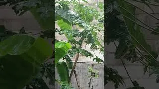 Thumbnail: ASMR Rainsoundsforsleeping #shorts