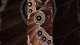 Thumbnail: Butterfly Wing Aesthetic 🦋 | Minutes of Tranquil Focus | Study • Relax • Reflect