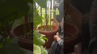 Thumbnail: i didn't expect my plants to change this much 🌱..#balconygarden #plantcare #gardeningshort #ytshorts