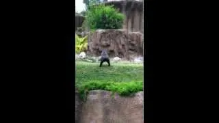 Thumbnail: Gorilla peeing at the Los Angeles Zoo
