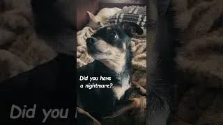 Thumbnail: My Dog Barked in Her Sleep, Then This Happened!
