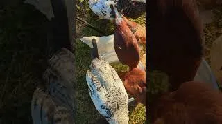 Thumbnail: Chickens Chow Down On Mashed Okra