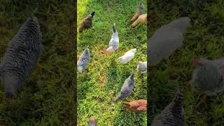 Thumbnail: When the #chickens Remember There's Food in the Compost