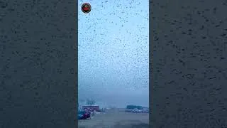 Thumbnail: What if this fleet of planes dropped bombs on your house | Incredible moments #shorts #bird
