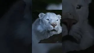 Thumbnail: 🦑 Panthera spelaea – Ice Age Nightmare 😱🤯 #shorts #mythicalcreatures