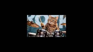 Thumbnail: I'm the King #cat #rock #meowica