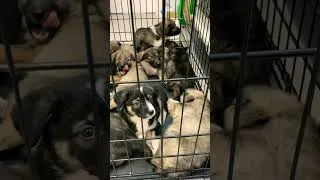 Thumbnail: First Vet Visit