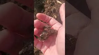 Thumbnail: Don't plant this now